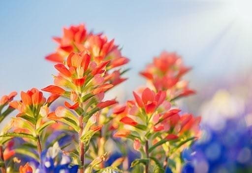 Paintbrush flowers set against a background of a sunny blue sky and bluebonnets.