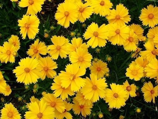 Yellow coreopsis flowers in a Texas wildflower garden.